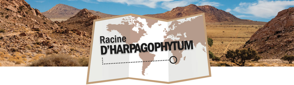 Harpagophytum
